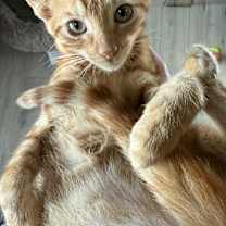 Thumbnail photo of Rango #2