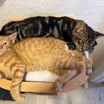 Thumbnail photo of Rango #4