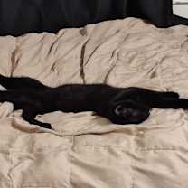 Thumbnail photo of Lucien Berkeley (Sapphire kitten) #2