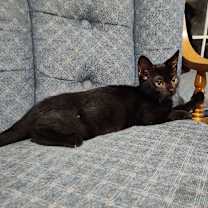 Thumbnail photo of Brynjolf Berkeley (Sapphire kitten) #2