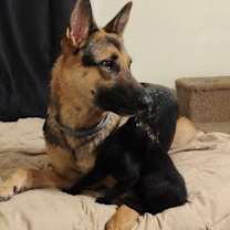 Thumbnail photo of Brynjolf Berkeley (Sapphire kitten) #3