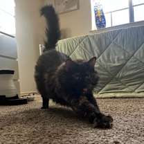 Thumbnail photo of Eva (In Foster) #1