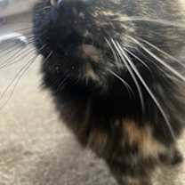 Thumbnail photo of Eva (In Foster) #2