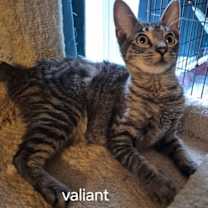 Thumbnail photo of Valiant #2