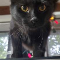 Thumbnail photo of Nessa Rose (& Elphaba) #1