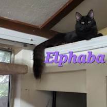 Thumbnail photo of Elphaba (& Nessa Rose) #4