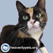 Thumbnail photo of Mitts #3