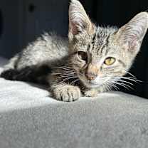 Thumbnail photo of Lou #1