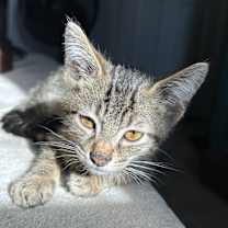 Thumbnail photo of Lou #2