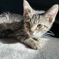 Thumbnail photo of Lou #3