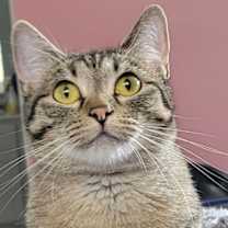 Thumbnail photo of Zara #1