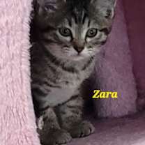 Thumbnail photo of Zara #2