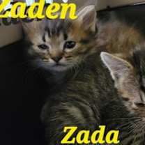 Thumbnail photo of Zara #3