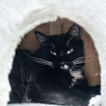Thumbnail photo of Tux #1