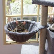 Thumbnail photo of Yoko #1