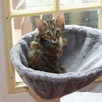 Thumbnail photo of Yoko #2