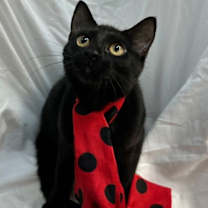 Thumbnail photo of MINNIE #2