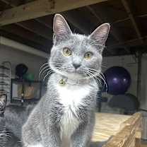 Thumbnail photo of Echo #1