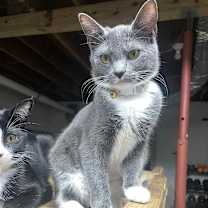 Thumbnail photo of Echo #2