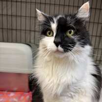 Thumbnail photo of Callie (and Stella) #2