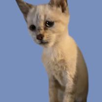 Thumbnail photo of Siamese x DSH Kitten #4