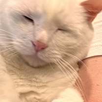 Thumbnail photo of Minion #2