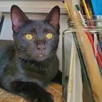 adopt-pet