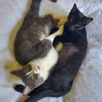 Thumbnail photo of Baby Panther #2