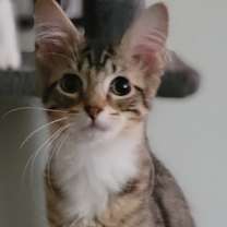adopt-pet