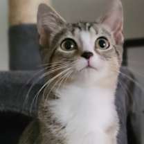 adopt-pet