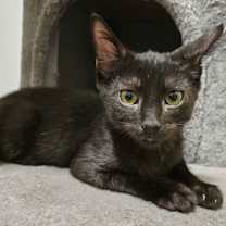 adopt-pet