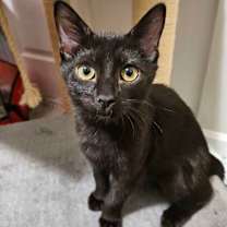 adopt-pet