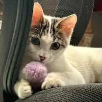 Thumbnail photo of Meow Meow #1