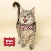 Thumbnail photo of BRODY (FIV Positive) #2
