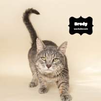 Thumbnail photo of BRODY (FIV Positive) #3