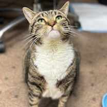 Thumbnail photo of Callie #1