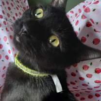 adopt-pet