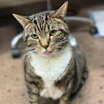 Thumbnail photo of Callie #2