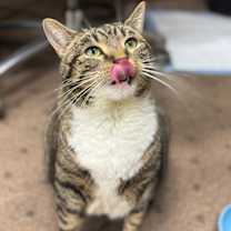 Thumbnail photo of Callie #3