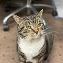 Thumbnail photo of Callie #4