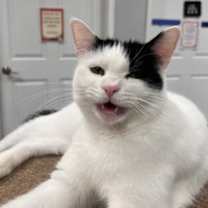 adopt-pet