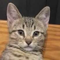 adopt-pet