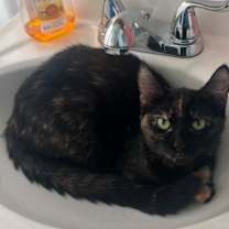 adopt-pet