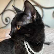 Thumbnail photo of Ju Jitsu #3