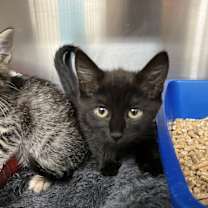 Thumbnail photo of Ju Jitsu #4