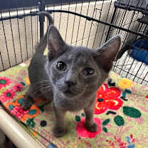 Thumbnail photo of Guava #3