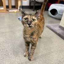 Thumbnail photo of Ember #2