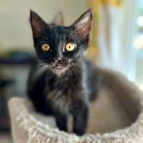 Thumbnail photo of Moro #2