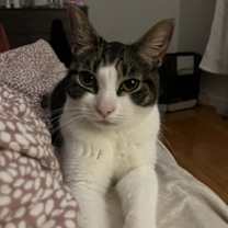 Thumbnail photo of Nectarine #2