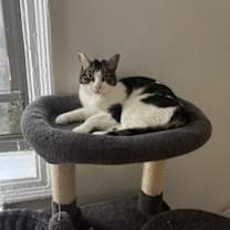 Thumbnail photo of Nectarine #4